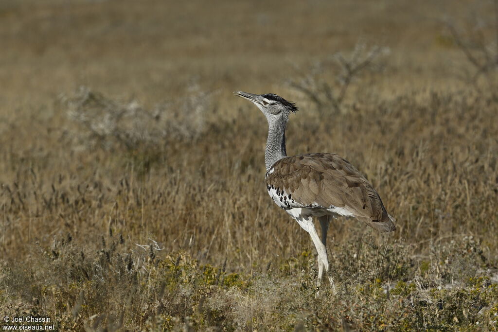 Kori Bustard, identification