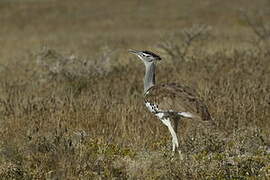 Kori Bustard