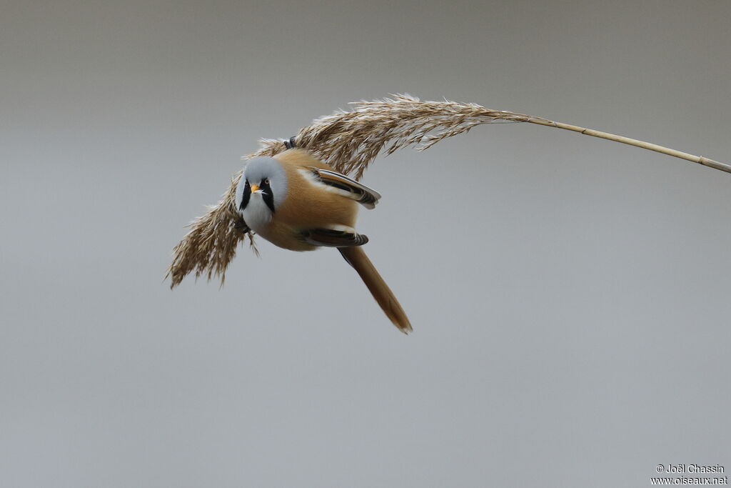 Bearded Reedling male, identification