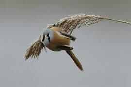 Bearded Reedling