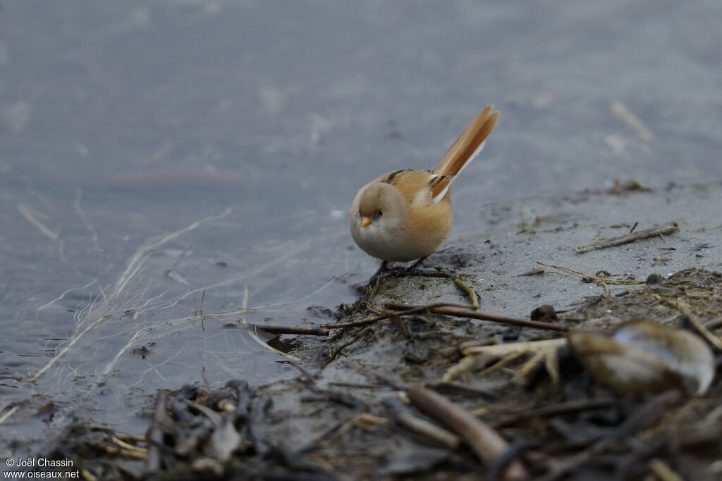 Bearded Reedling female