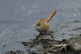 Bearded Reedling