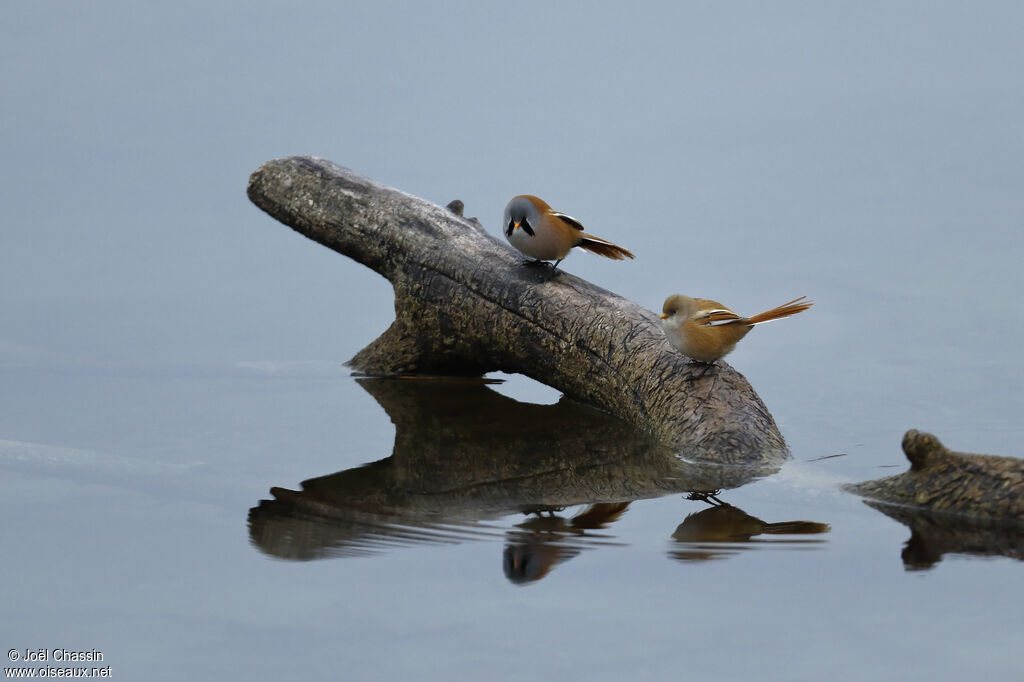 Bearded Reedlingadult