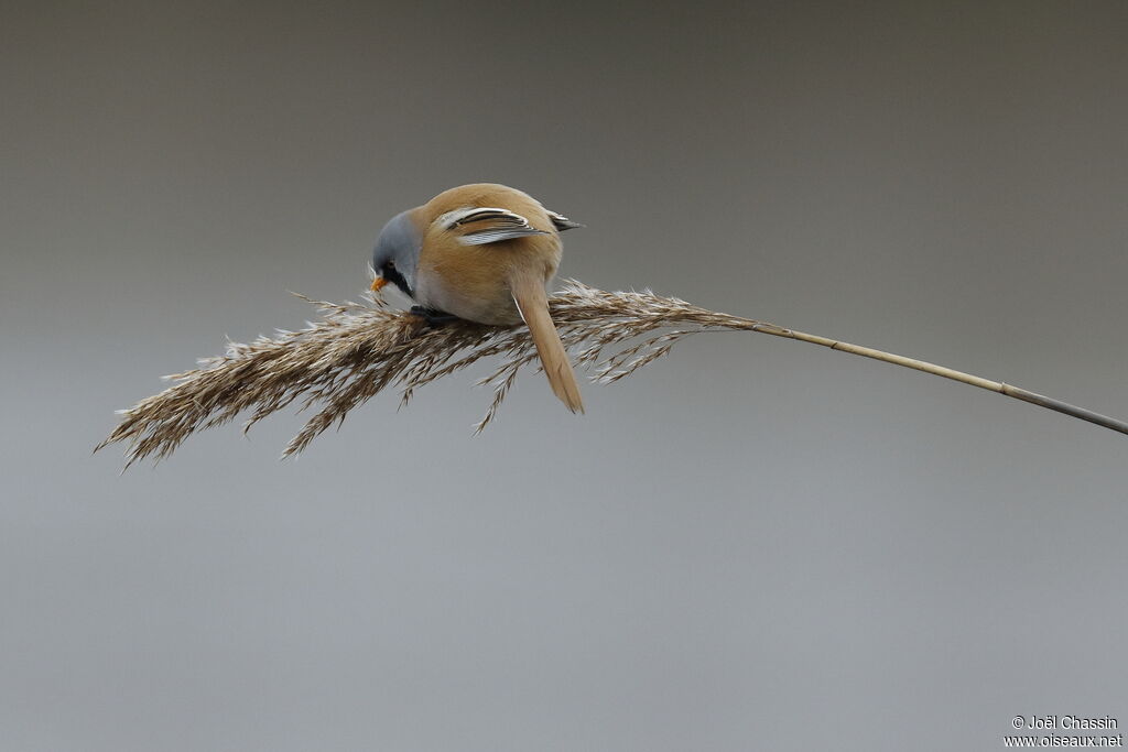 Bearded Reedling male, identification