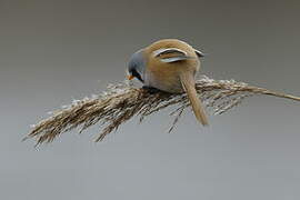 Bearded Reedling