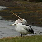 Pélican à lunettes
