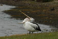 Pélican à lunettes