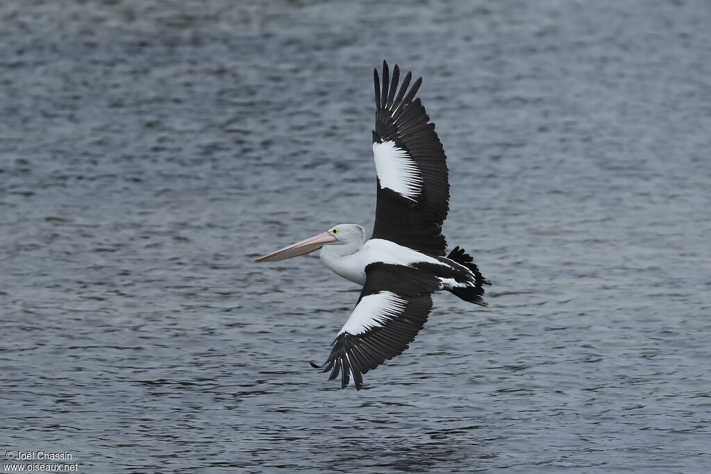 Australian Pelican, Flight