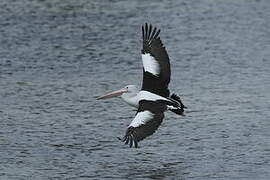 Australian Pelican