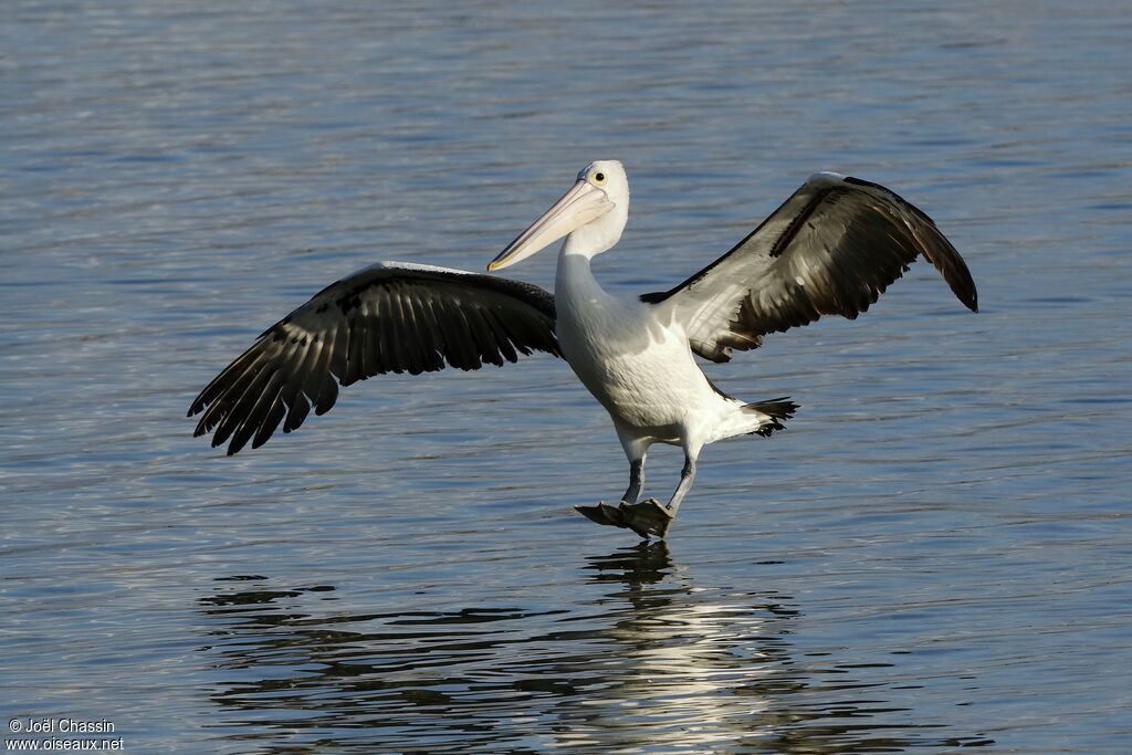 Australian Pelican, Flight