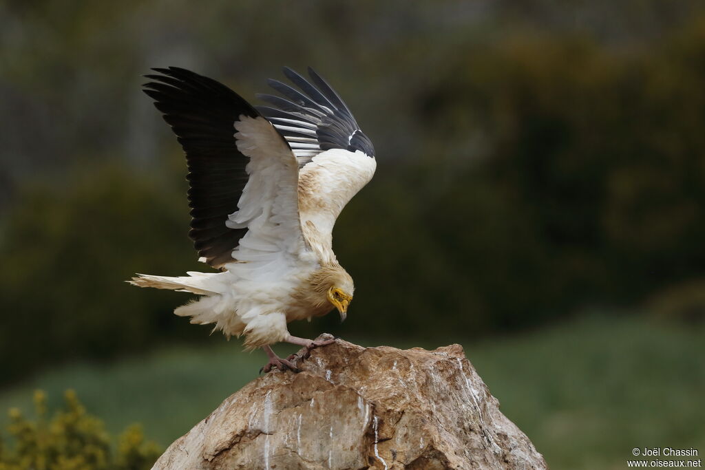 Egyptian Vulture, identification