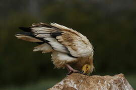 Egyptian Vulture