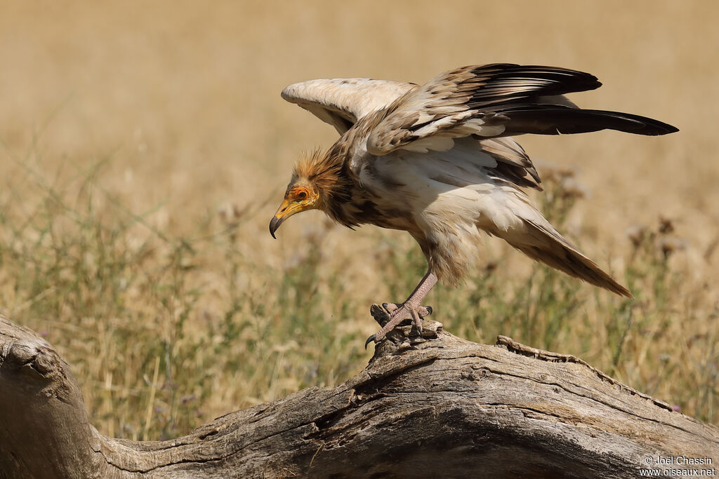Egyptian Vulture, identification