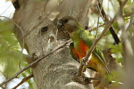 Senegal Parrot