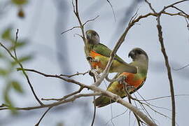 Senegal Parrot