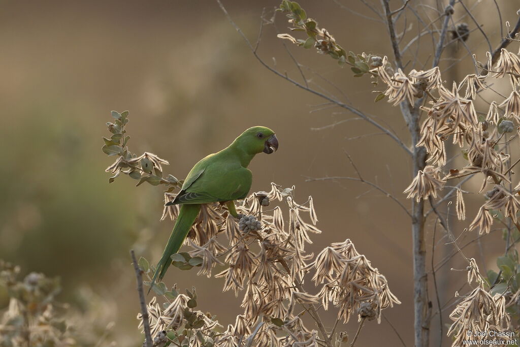 Rose-ringed Parakeet, identification