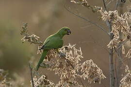 Rose-ringed Parakeet