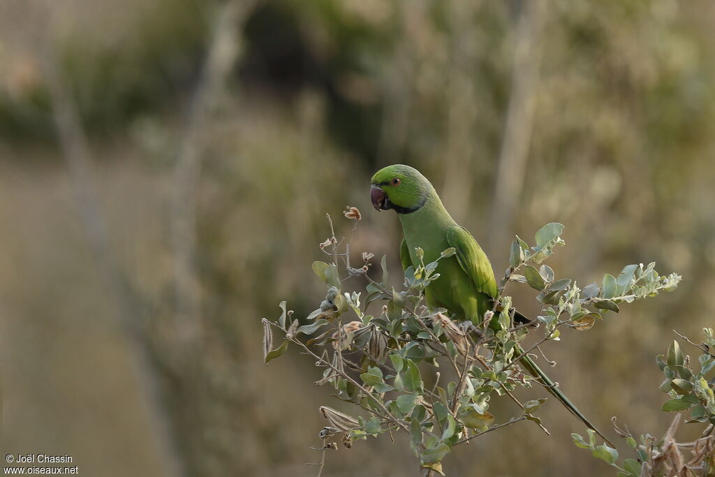 Rose-ringed Parakeet, identification