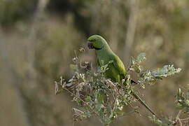 Rose-ringed Parakeet