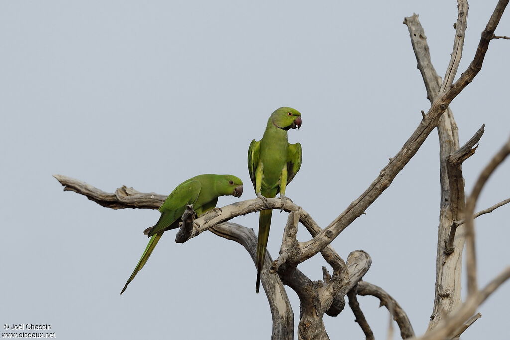 Rose-ringed Parakeet, identification