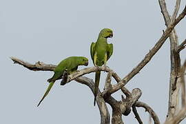 Rose-ringed Parakeet