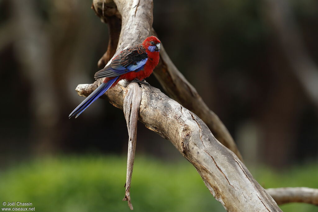 Perruche de Pennant, identification