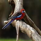 Perruche de Pennant
