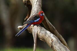 Crimson Rosella