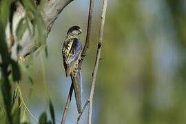 Northern Rosella