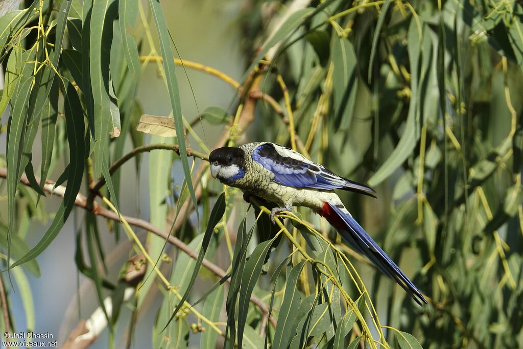 Northern Rosellaadult, Behaviour