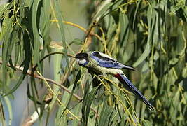 Northern Rosella