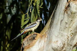 Northern Rosella