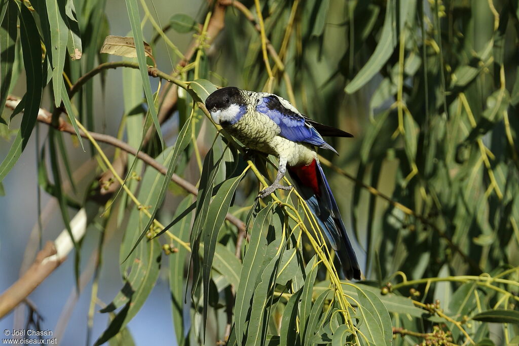 Perruche gracieuse, habitat