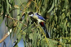 Northern Rosella