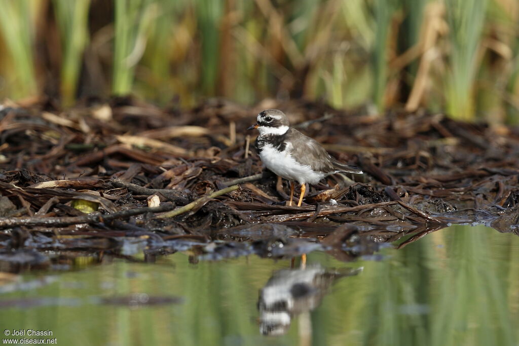 Little Ringed Plover, identification