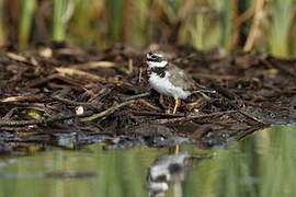 Little Ringed Plover