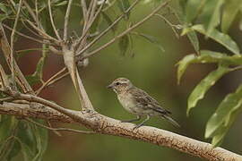 Sahel Bush Sparrow