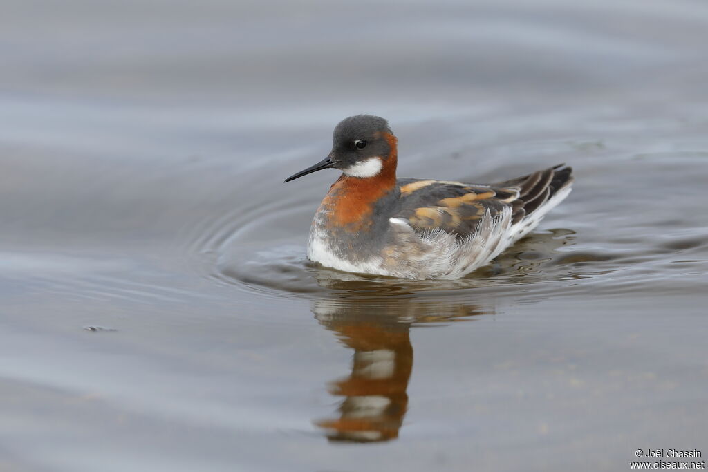 Phalarope à bec étroit, identification, nage