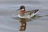 Phalarope à bec étroit