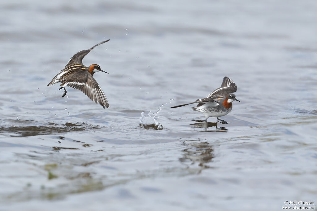 Phalarope à bec étroitadulte