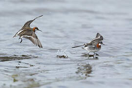 Red-necked Phalarope