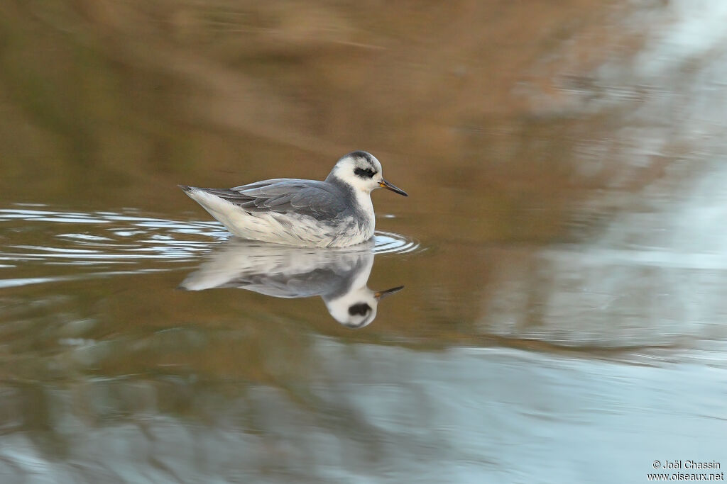 Phalarope à bec large, identification