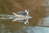 Phalarope à bec large