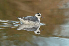 Red Phalarope