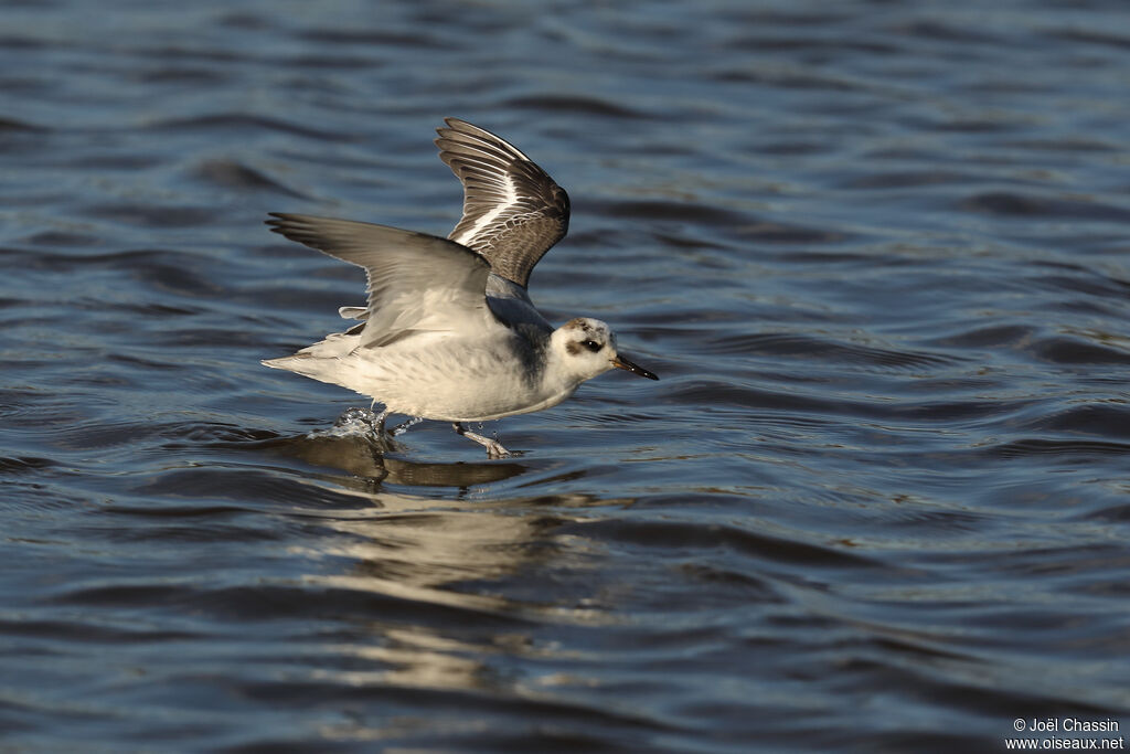 Phalarope à bec large