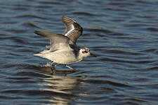 Phalarope à bec large