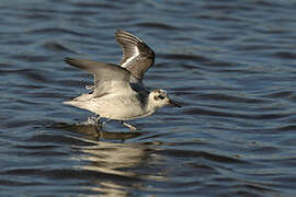 Red Phalarope