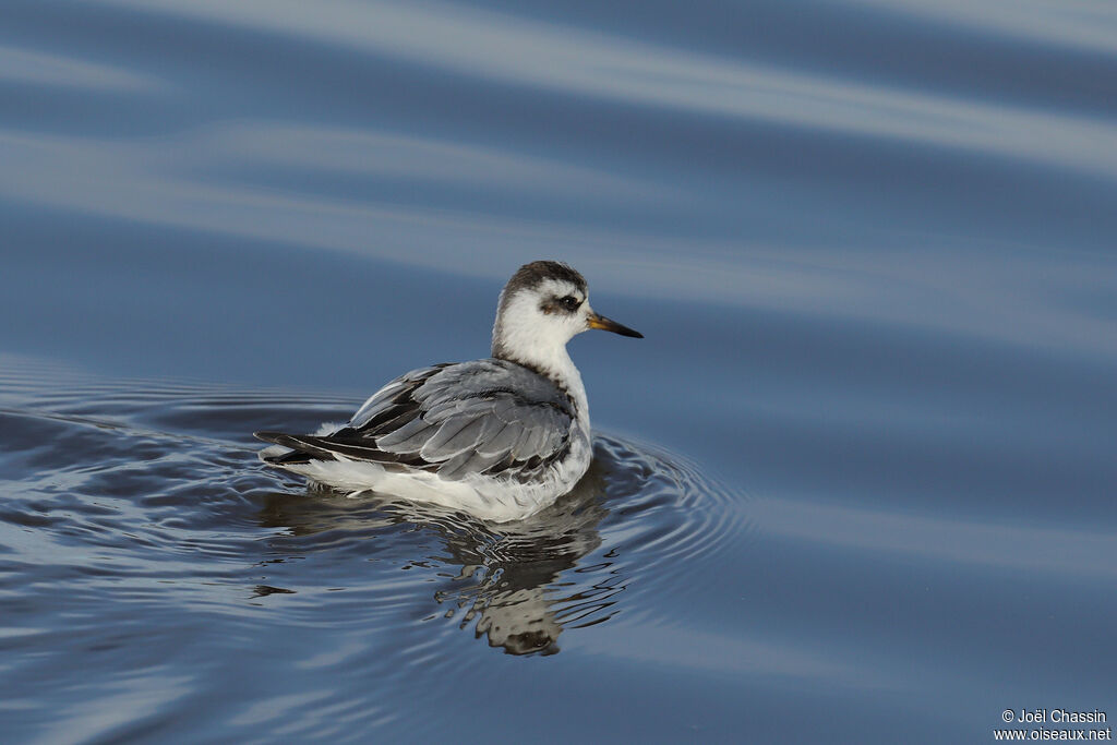 Phalarope à bec large