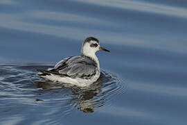 Red Phalarope