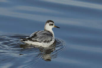 Phalarope à bec large